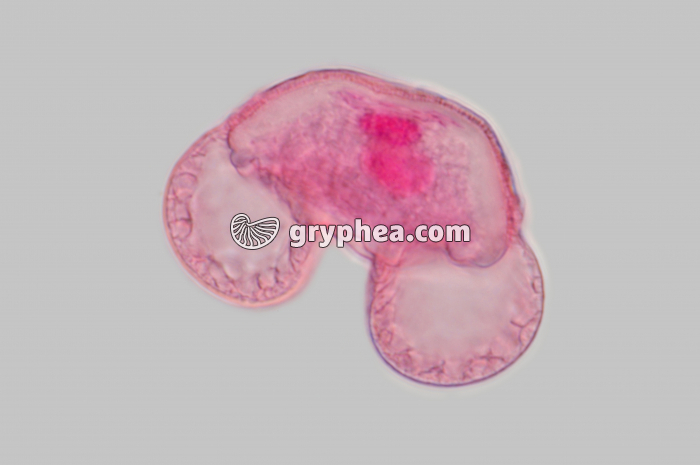 Pollen de Pin x100 - gryphea.com